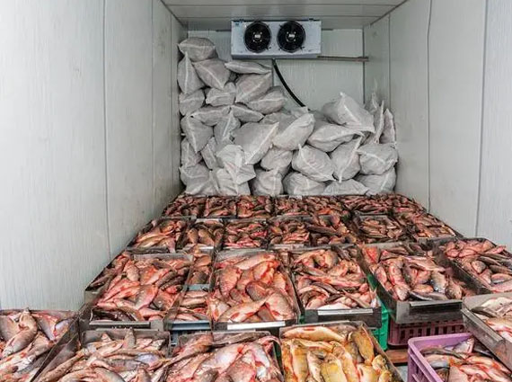cold storage of fish